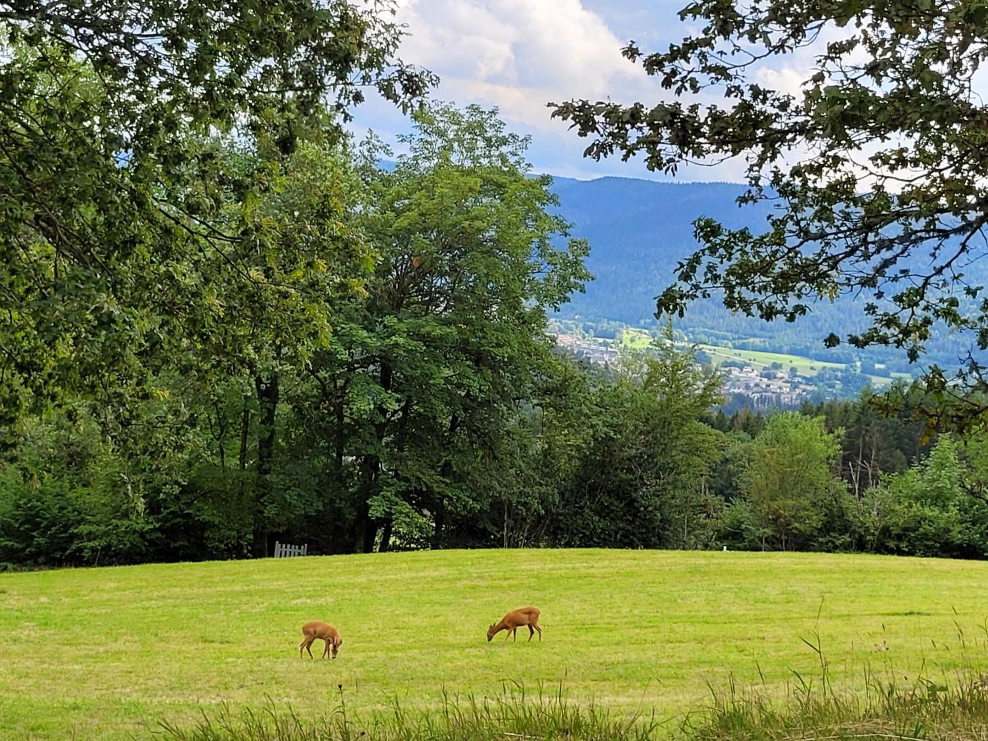 Appartement Chaleureux Au Coeur Des Hautes Vosges Вантрон Экстерьер фото